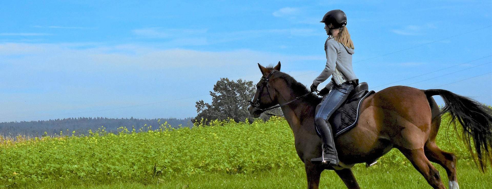 Equestrian Products Store 4 Equestrian Products Store -Equestrian Products Store horse riding 4564859 1920